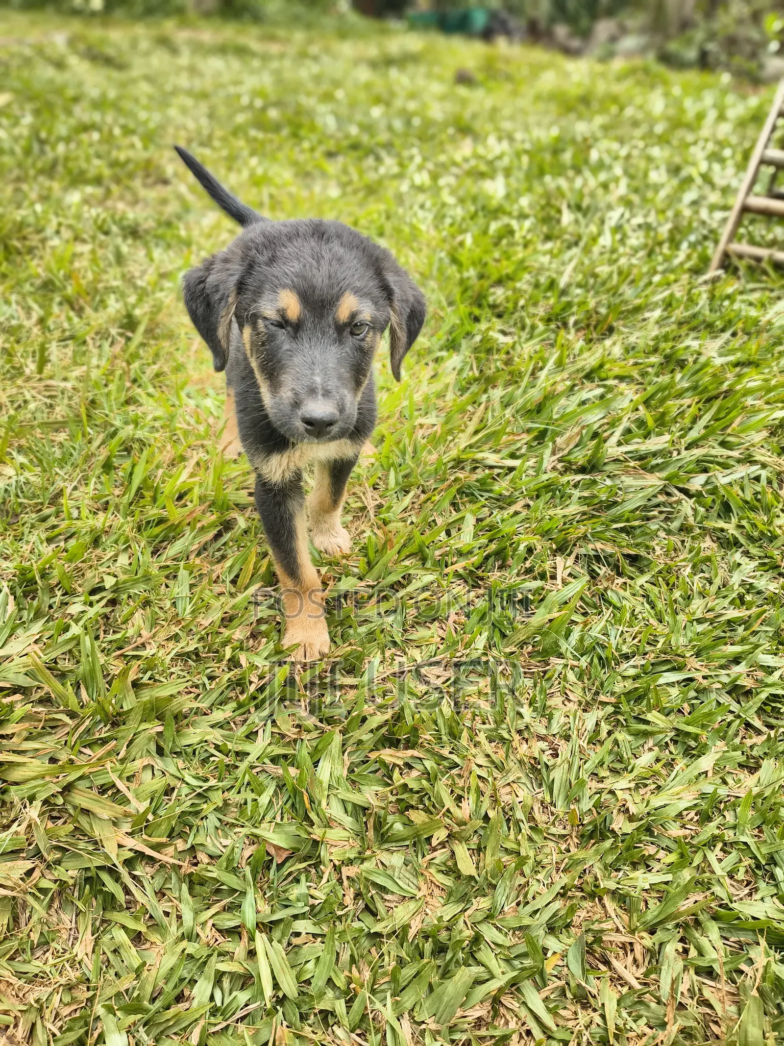 1-3 months Male Mixed Breed Rottweiler