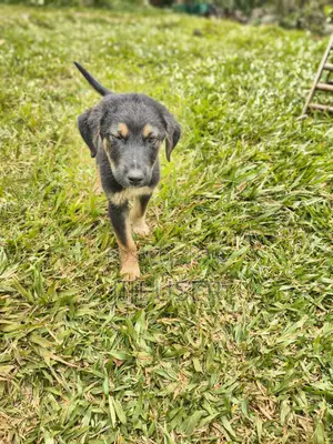 1-3 months Male Mixed Breed Rottweiler