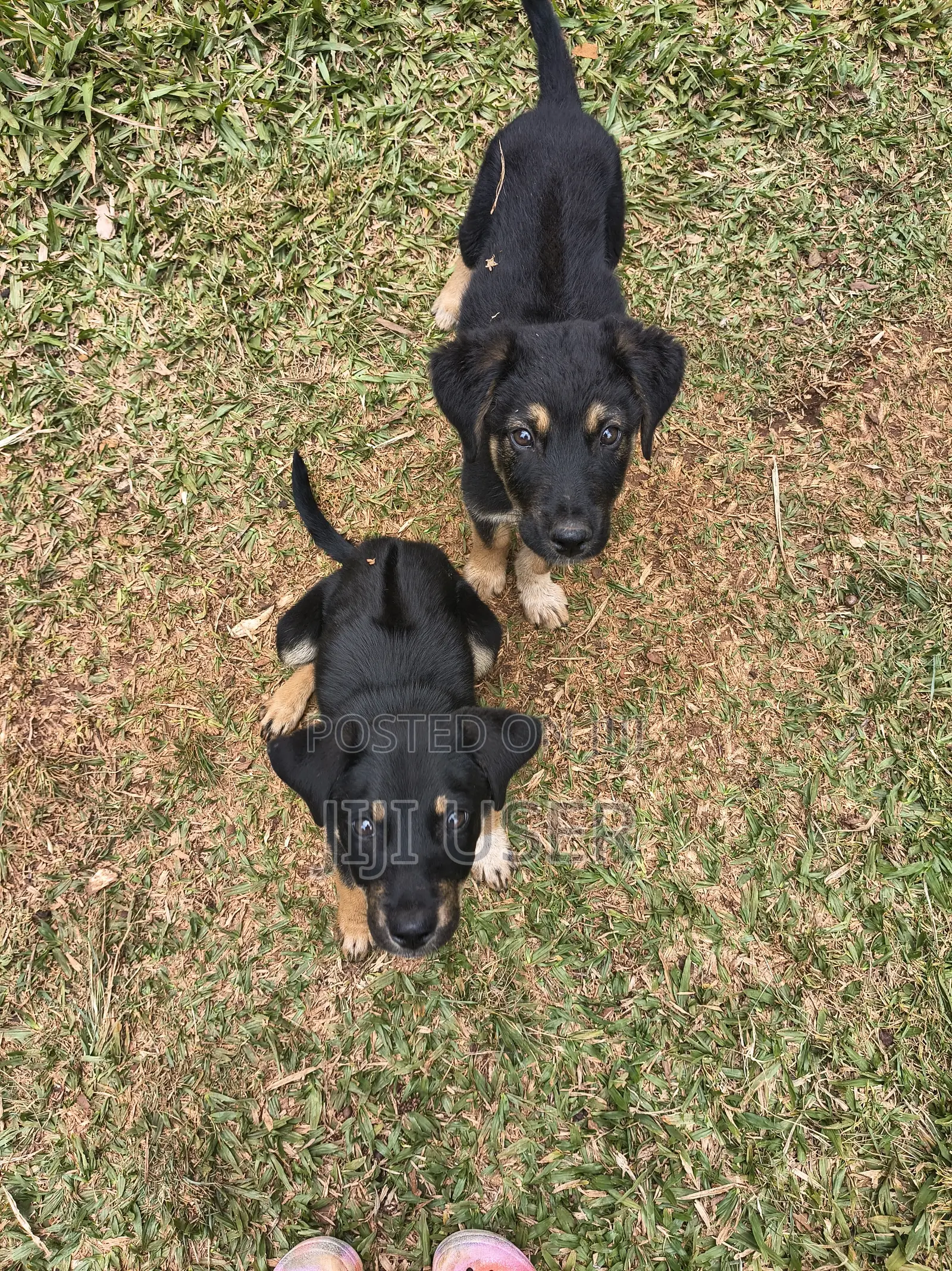 1-3 months Male Mixed Breed Rottweiler