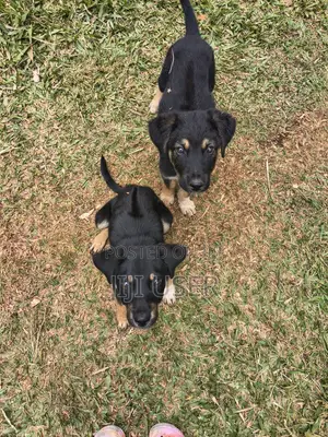 1-3 months Male Mixed Breed Rottweiler