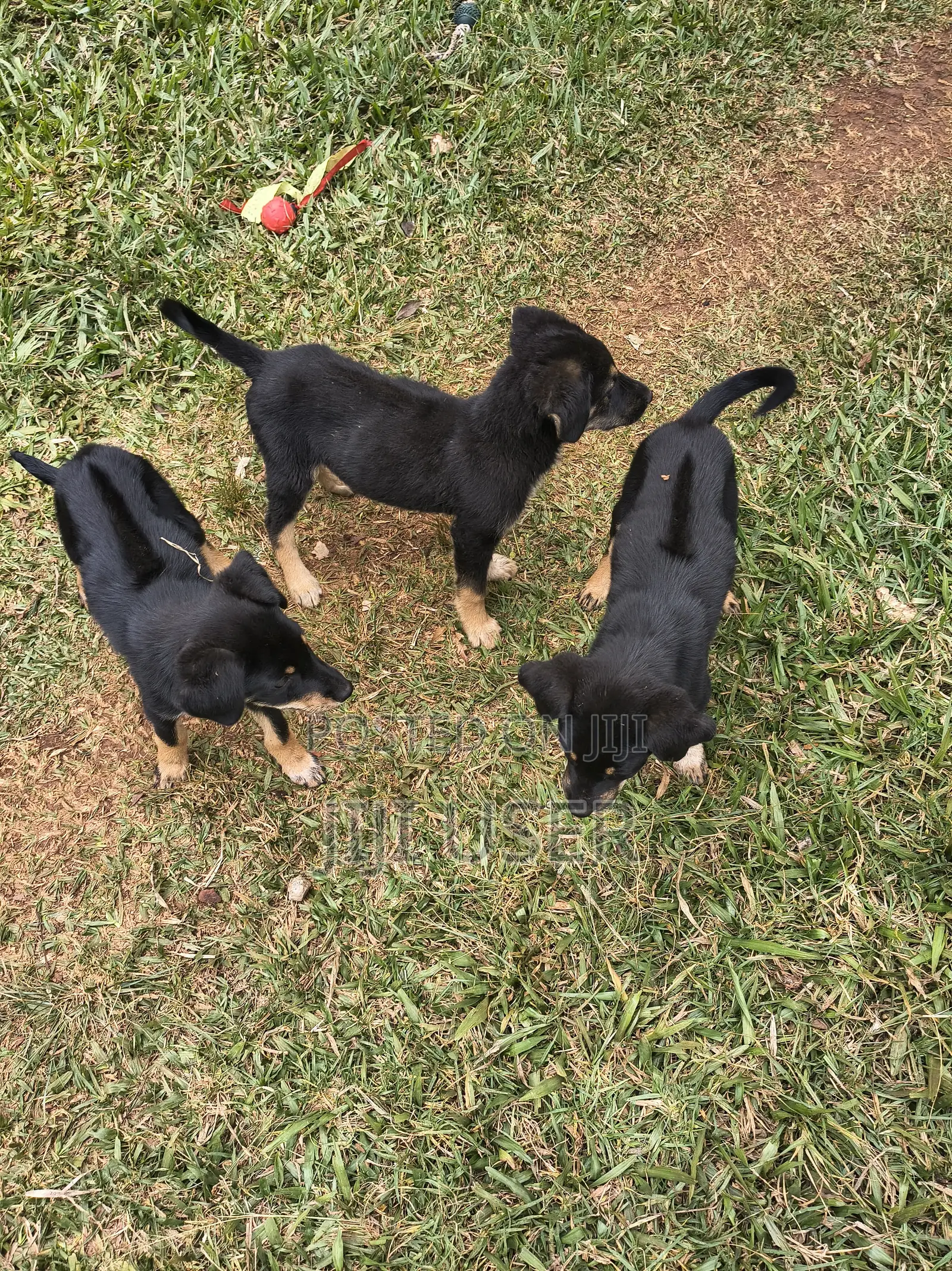 1-3 months Male Mixed Breed Rottweiler