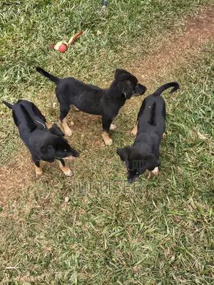 1-3 months Male Mixed Breed Rottweiler