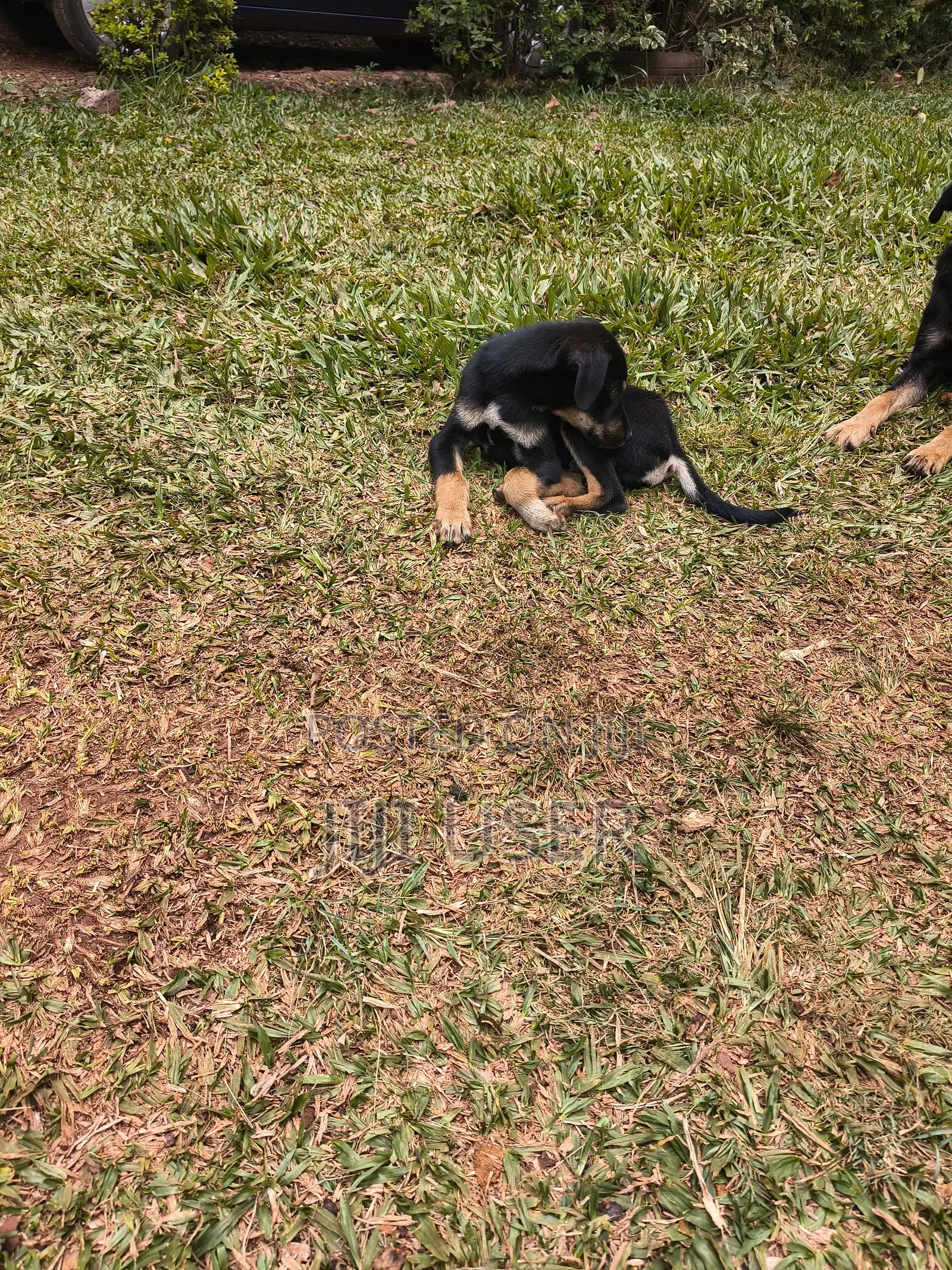 1-3 months Male Mixed Breed Rottweiler