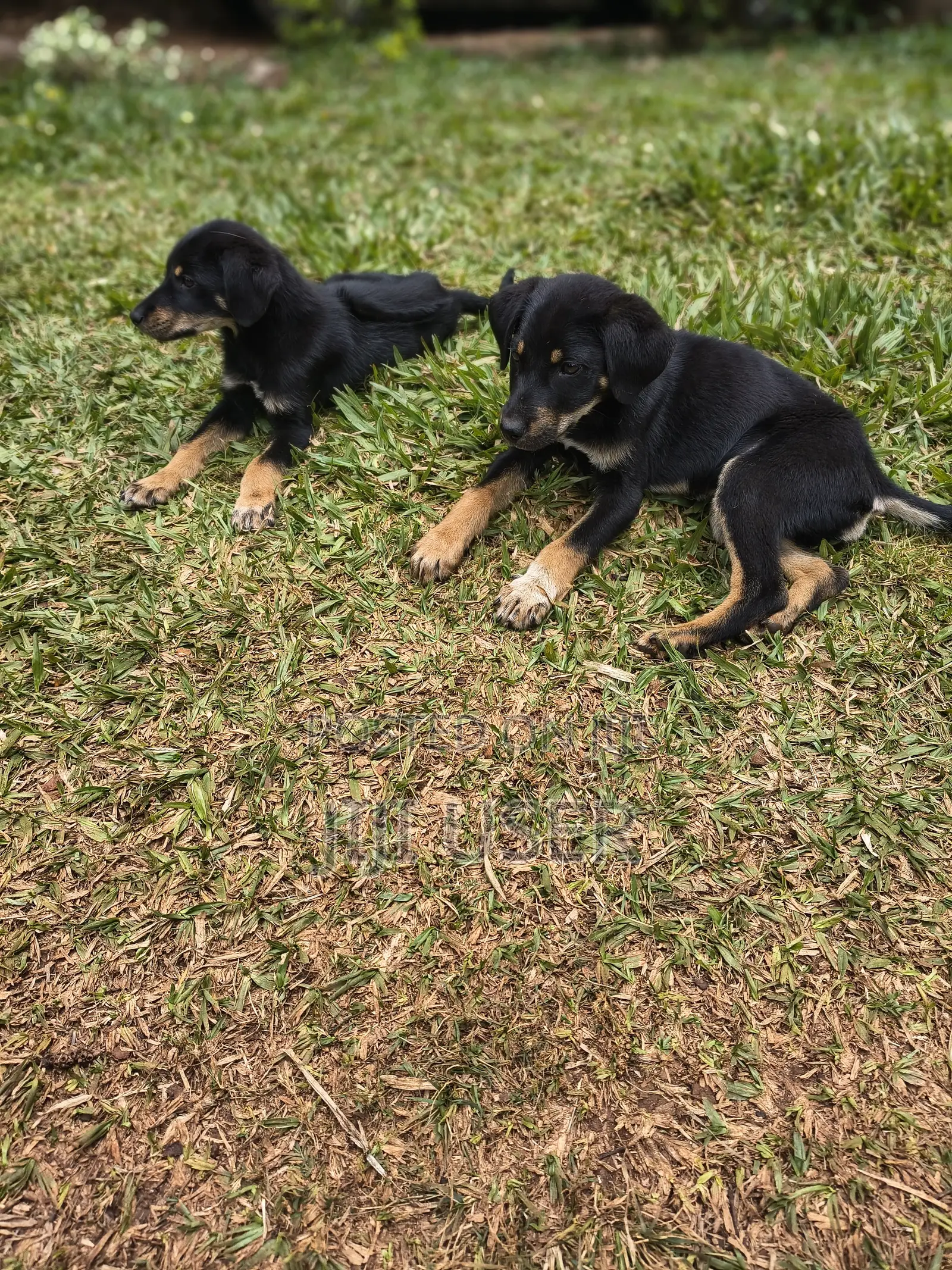 1-3 months Male Mixed Breed Rottweiler