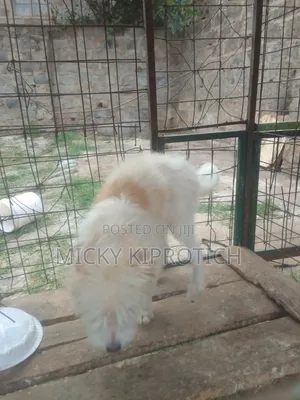 6-12 months Male Purebred Maltese