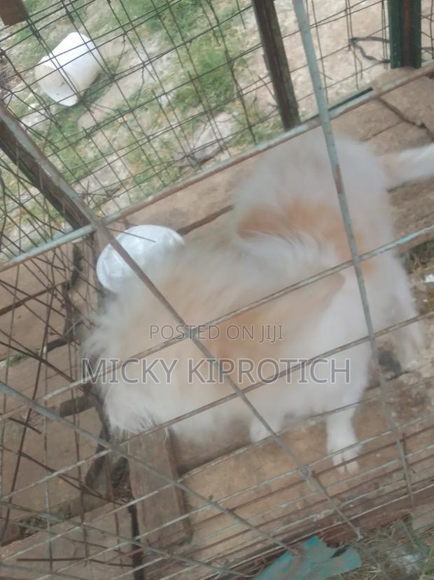 6-12 months Male Purebred Maltese - thumbnail 2