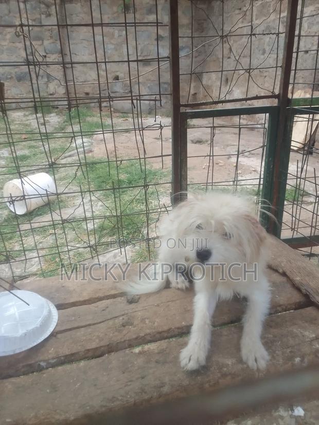 6-12 months Male Purebred Maltese - thumbnail 3