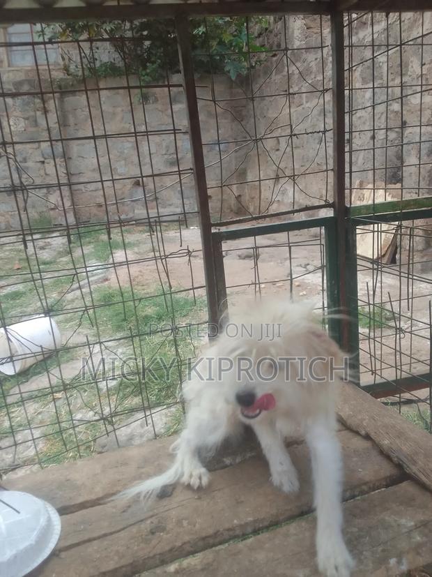 6-12 months Male Purebred Maltese - thumbnail 4