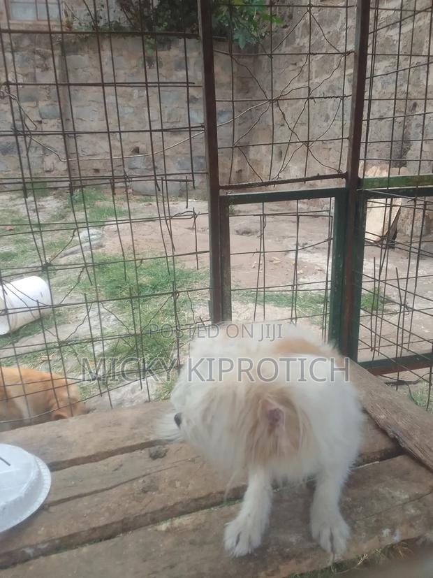 6-12 months Male Purebred Maltese - thumbnail 5