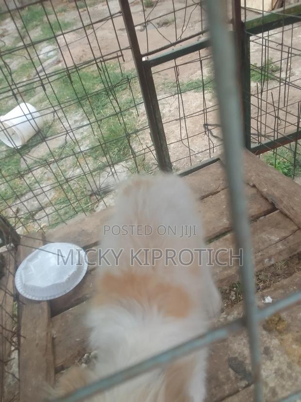6-12 months Male Purebred Maltese - thumbnail 6
