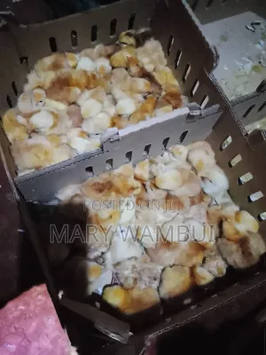 Poultry Farming