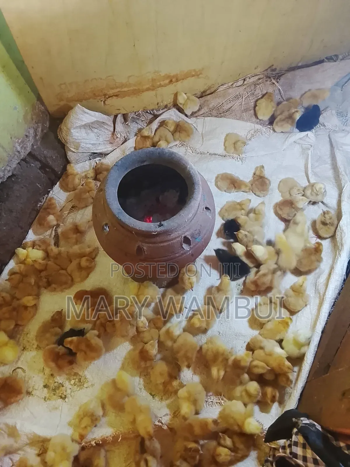Poultry Farming