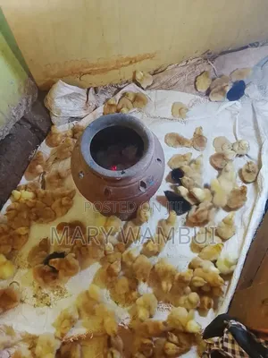 Poultry Farming