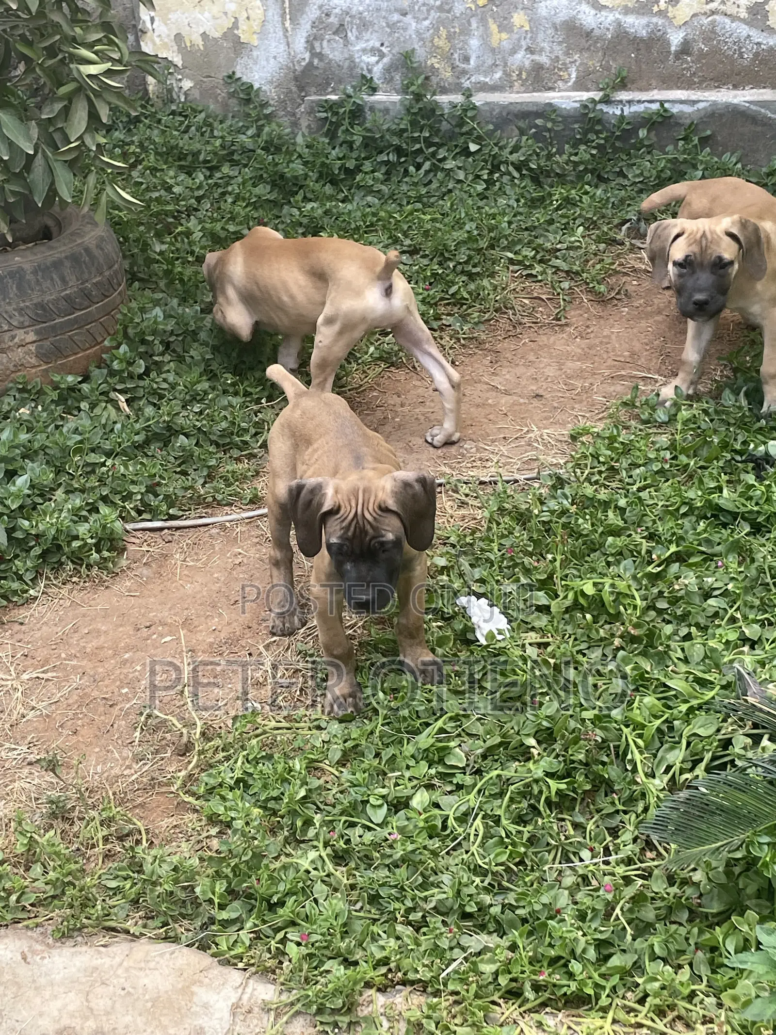 1-3 months Male Purebred Boerboel