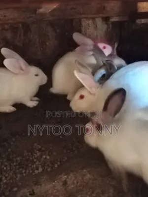 Hybrid Rabbits for Sale