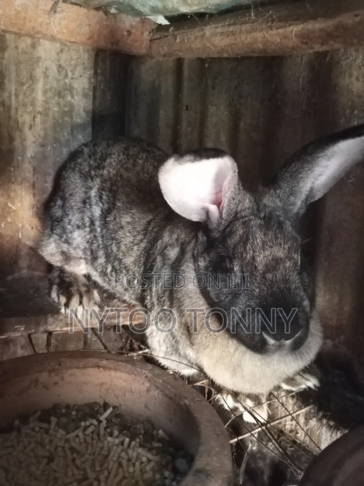 Hybrid Rabbits for Sale
