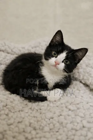 1-3 months Male Mixed Breed Cat