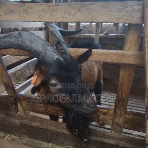 German Alpine Buck - Purebreed