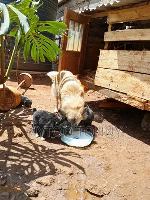 1-3 months Female Purebred Japanese Spitz