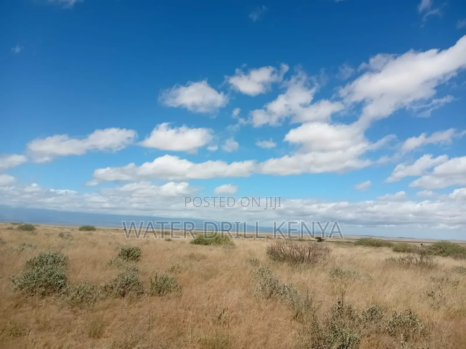 Wild Ranch Onsale