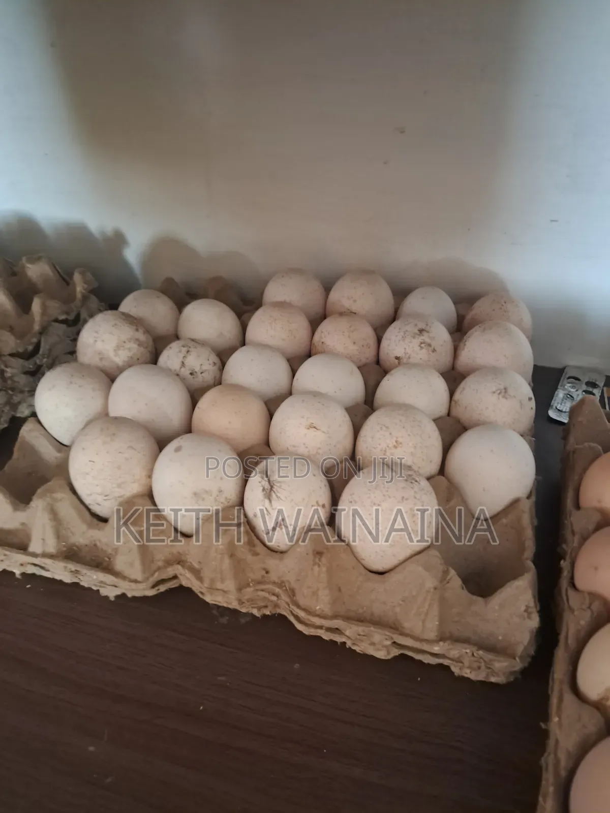 Turkeys and Turkey Eggs