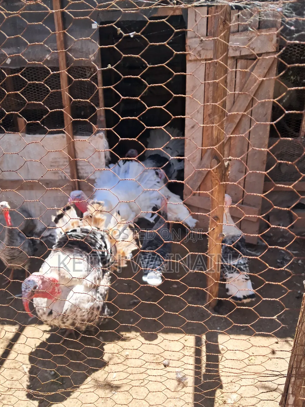 Turkeys and Turkey Eggs