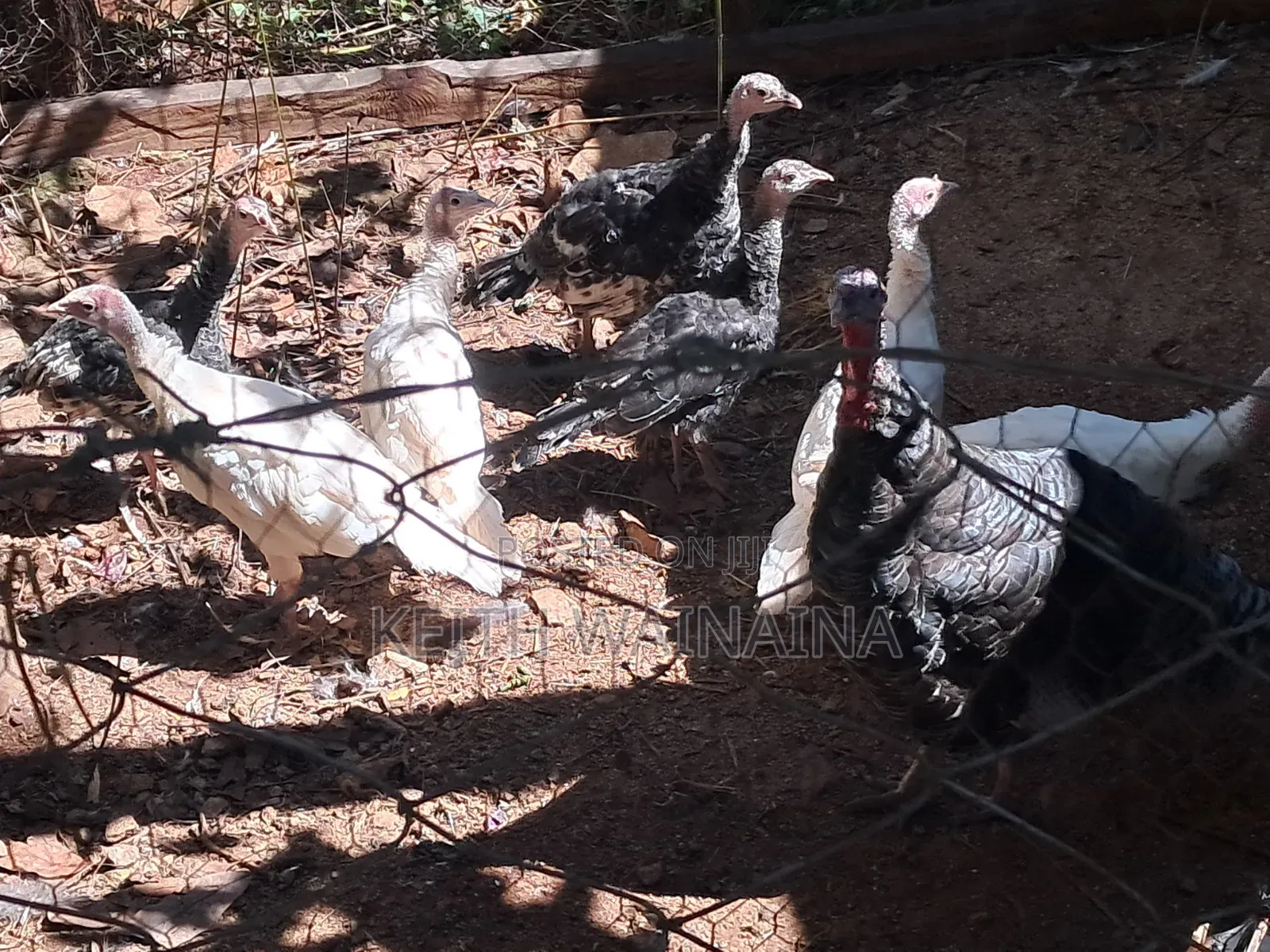 Turkeys and Turkey Eggs