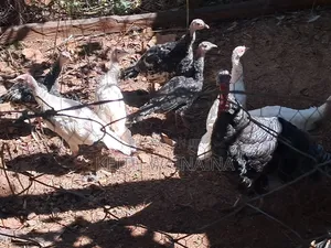Turkeys and Turkey Eggs
