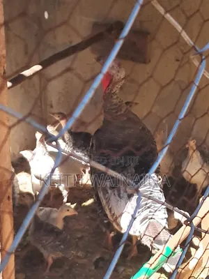 Turkeys and Turkey Eggs