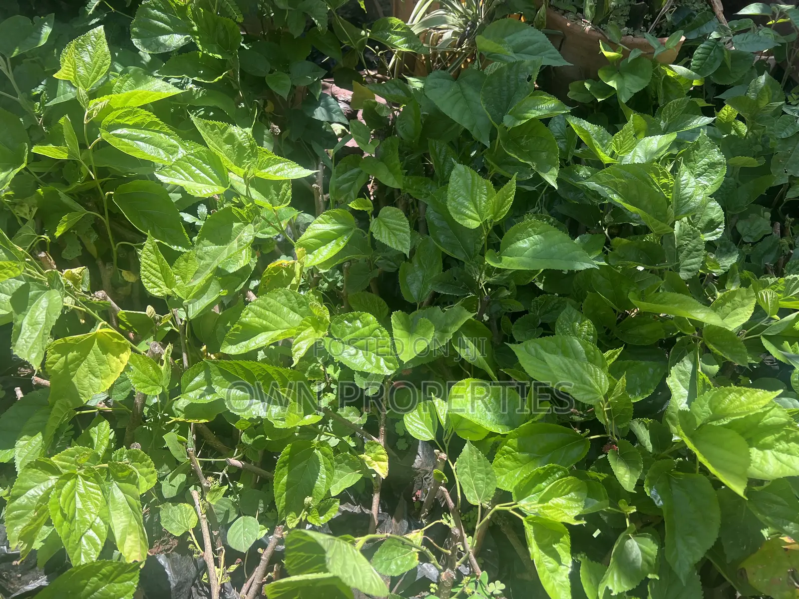 Mulberry Seedlings for Sale