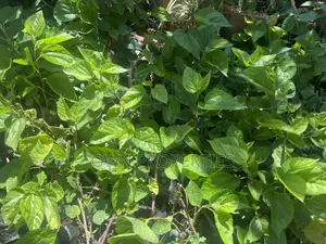 Mulberry Seedlings for Sale