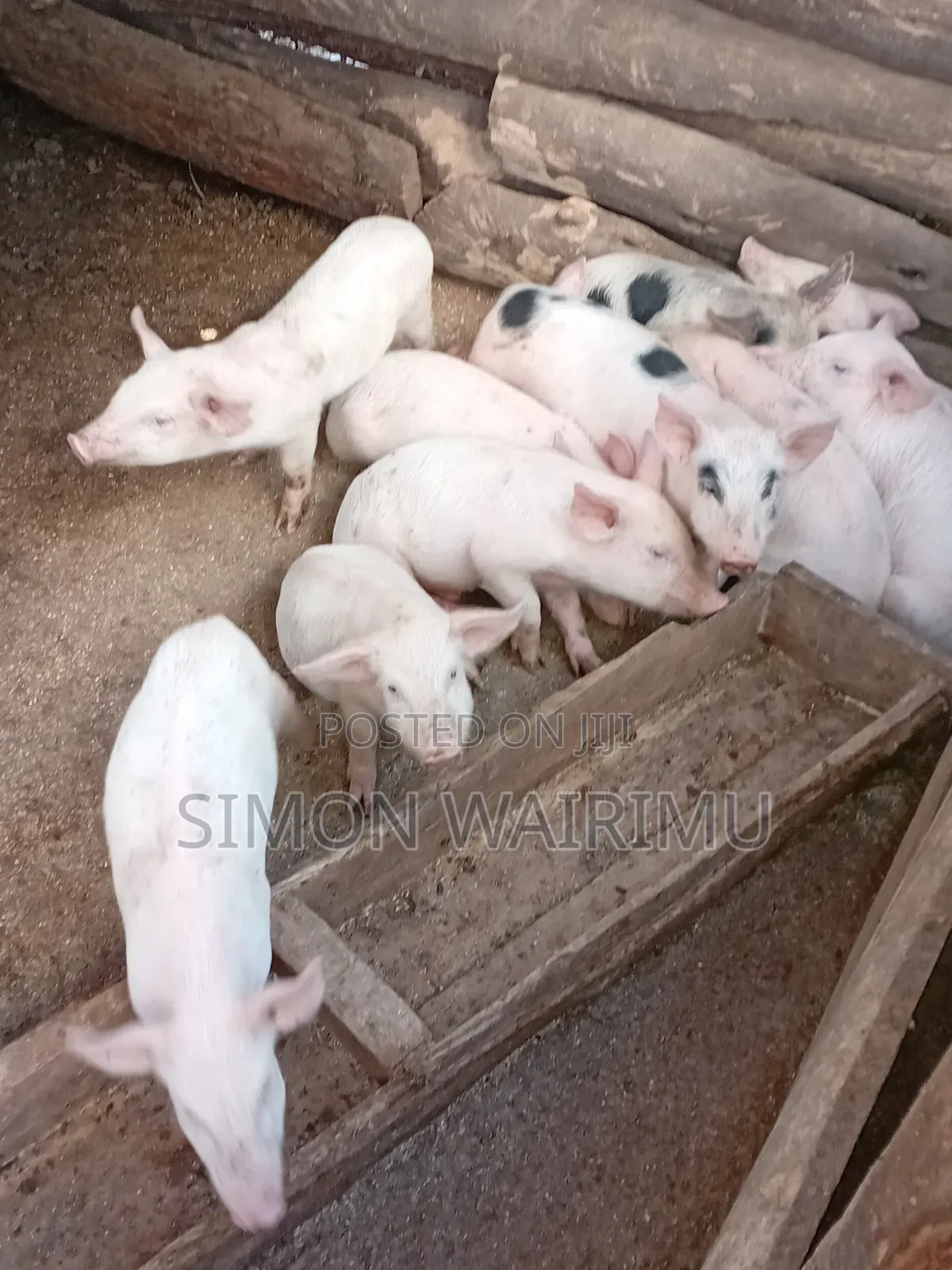 Simmons Piggery