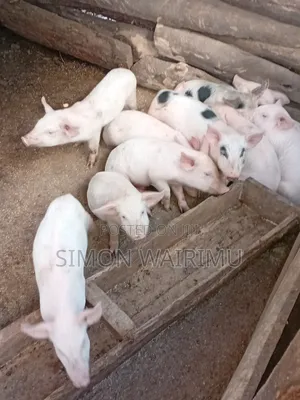 Simmons Piggery