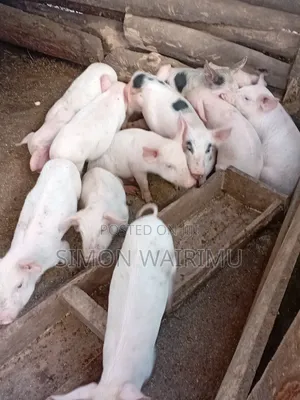 Simmons Piggery