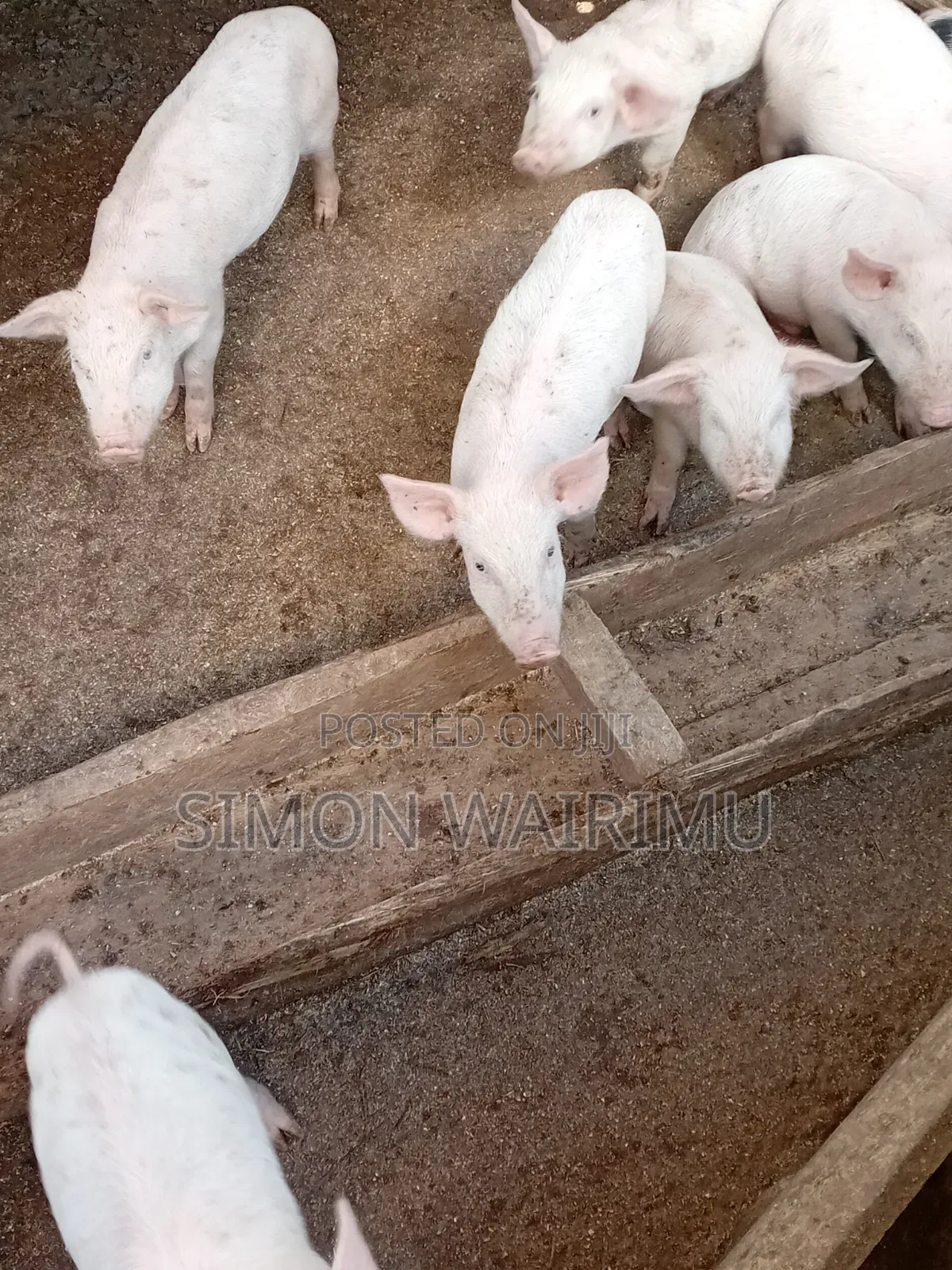 Simmons Piggery
