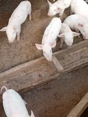 Simmons Piggery