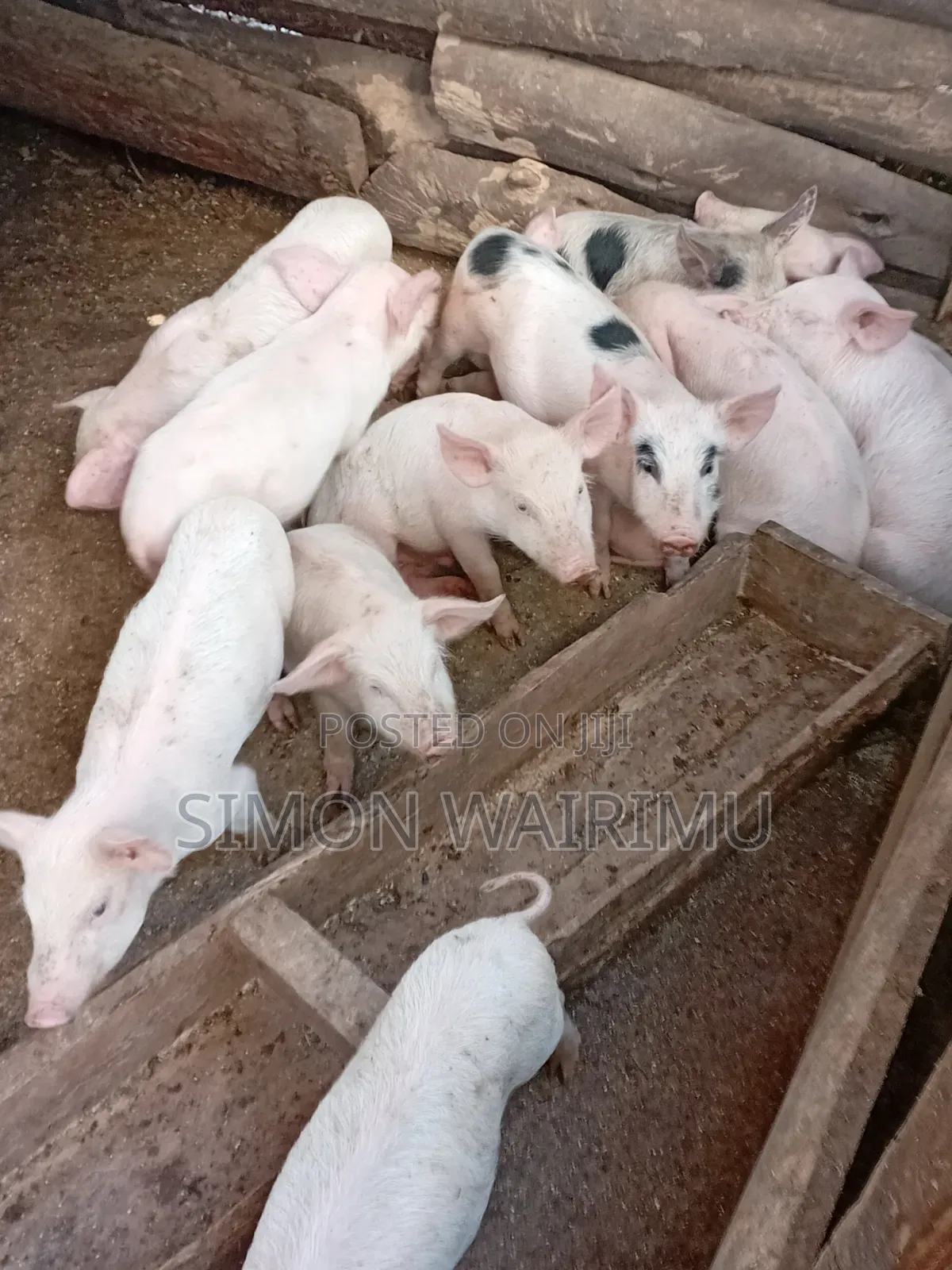 Simmons Piggery