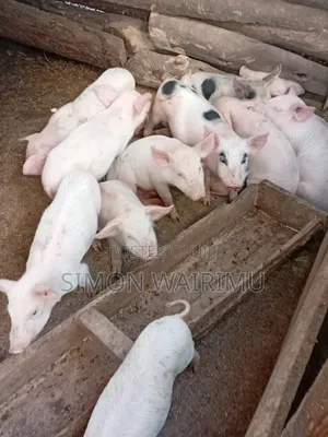 Simmons Piggery