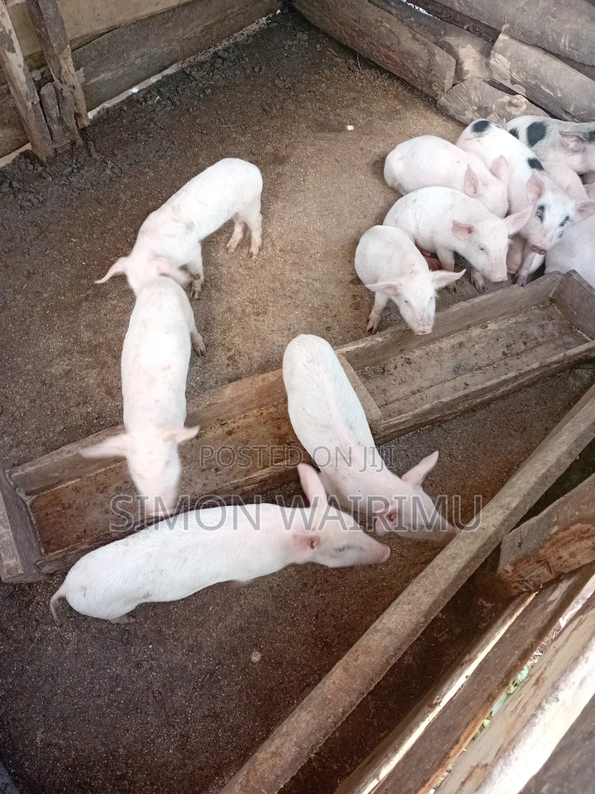 Simmons Piggery