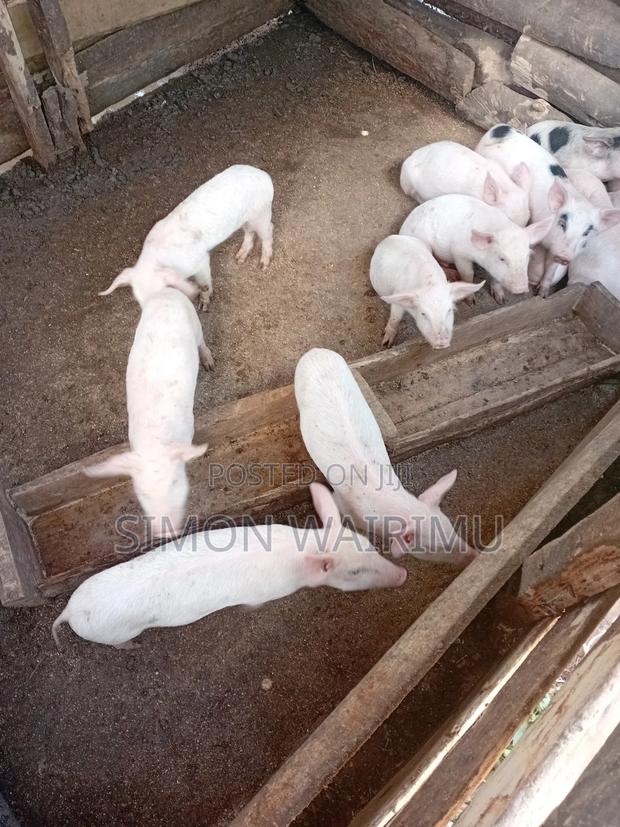 Simmons Piggery - thumbnail 5
