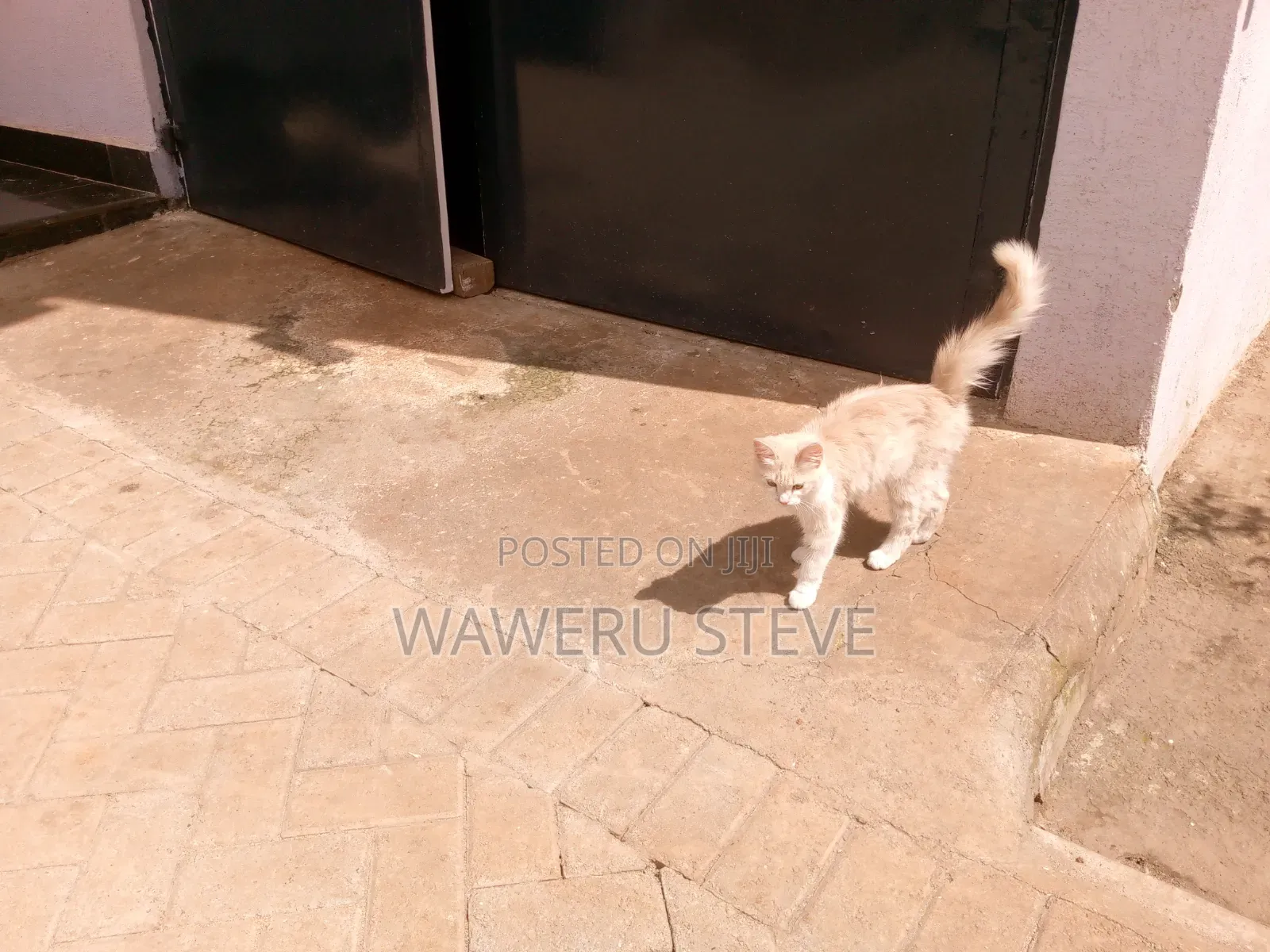 1-3 months Female Purebred Tabby