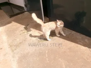 1-3 months Female Purebred Tabby
