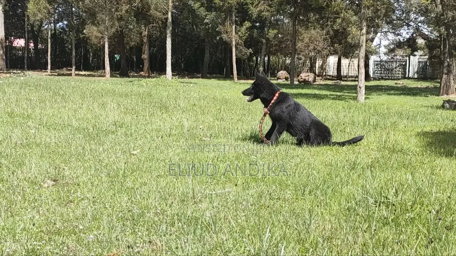 Dog Training and Animals Socialisation