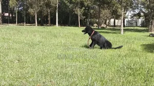 Dog Training and Animals Socialisation