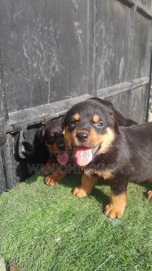 1-3 months Female Purebred Rottweiler
