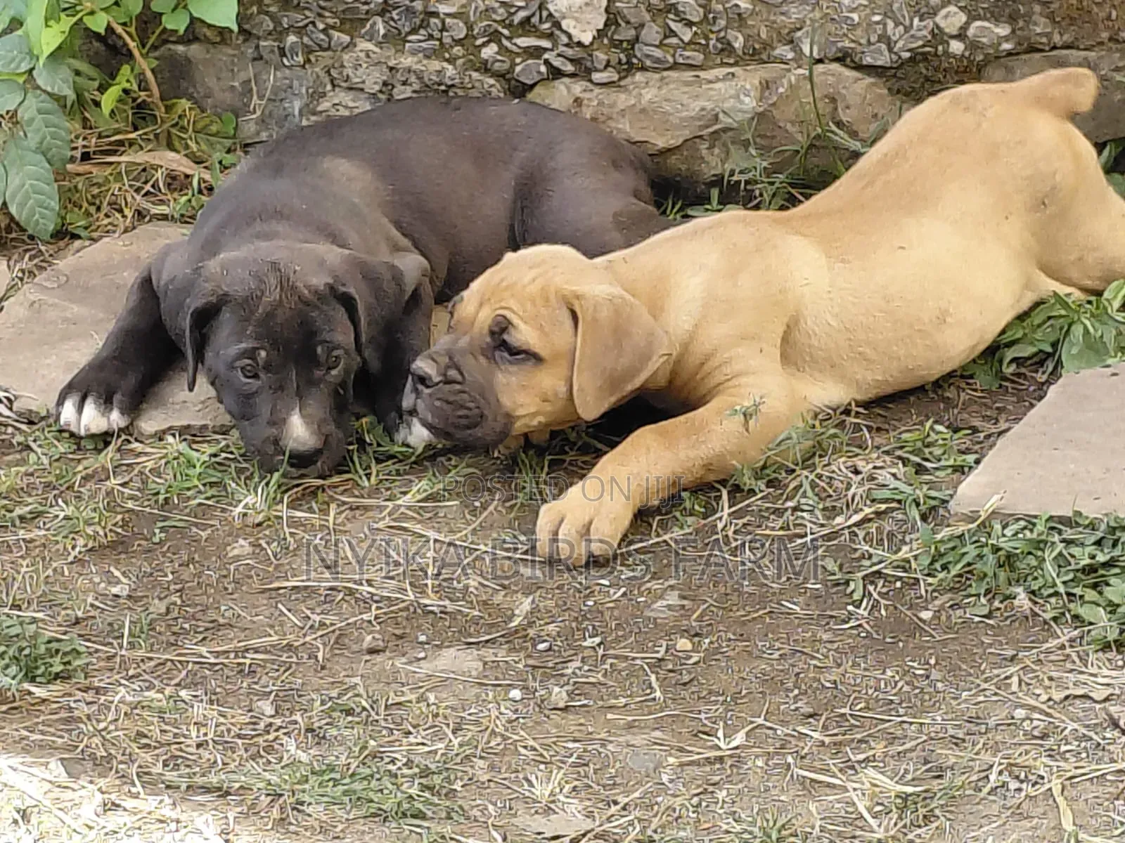 1-3 months Female Purebred Boerboel