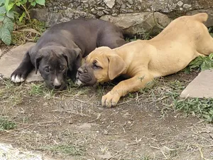 1-3 months Female Purebred Boerboel