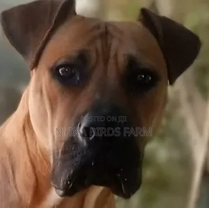 1-3 months Female Purebred Boerboel