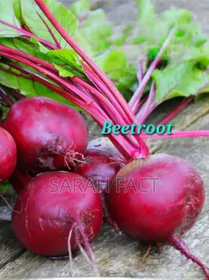 Fresh Basil, Beetroot and Chinese Cabbage for Sale , Kimbo Ruiru
