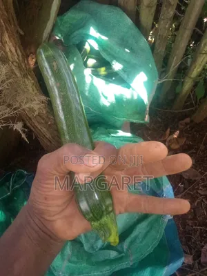 Courgette/Zucchini